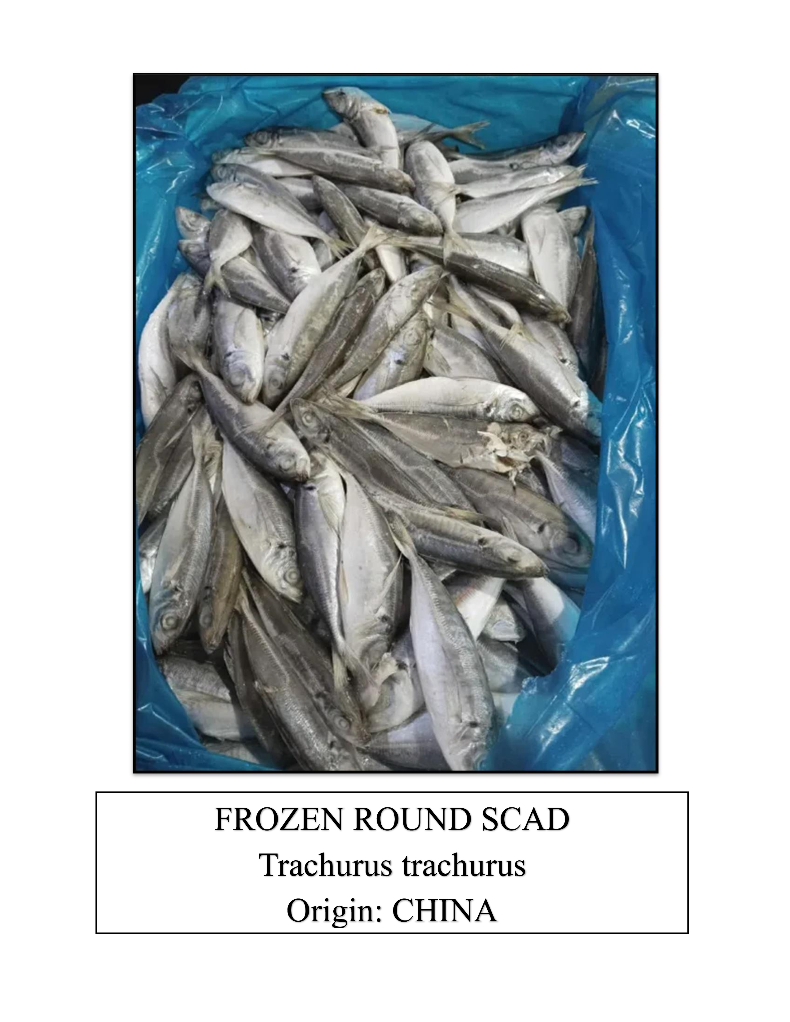 Frozen Round Scad